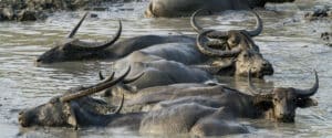 inde-hors-sentiers-battus