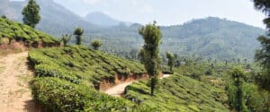 munnar-inde