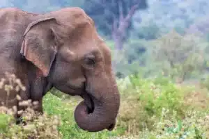 Éléphant et paysage verdoyant du parc national du Sri Lanka - Voyage au Sri Lanka Personnalisé avec FTO Voyages